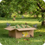 51Feed Kule tłuszczowe dla ptaków 100x90g - obrazek 2