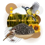 51Feed Słonecznik czarny 10kg karma dla ptaków - obrazek 3