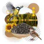 51Feed Słonecznik czarny 1kg karma dla ptaków - obrazek 2