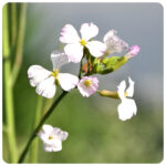 Mieszanka poplonowa – gorczyca, rzodkiew, facelia 5kg - obrazek 6