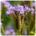 Mieszanka poplonowa – gorczyca, rzodkiew, facelia 5kg - obrazek 7