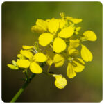 Mieszanka poplonowa – gorczyca, rzodkiew, facelia 5kg - obrazek 5