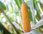 KUKURYDZA PODLASIAK NASIONA NA KISZONKĘ BARDZO WYSOKA ODMIANA FAO260 50TYS - obrazek 3