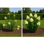 OBEJMY DO HORTENSJI CZARNA ELASTYCZNA PODPORA RING DO ROŚLIN FI 8 - obrazek 5