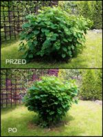 OBEJMY DO HORTENSJI CZARNA ELASTYCZNA PODPORA RING DO ROŚLIN FI 8 - obrazek 6