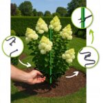 OBEJMY DO HORTENSJI CZARNA ELASTYCZNA PODPORA RING DO ROŚLIN FI 8 - obrazek 8