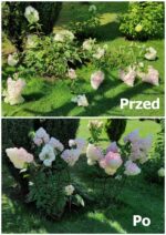 OBEJMY DO HORTENSJI CZARNA ELASTYCZNA PODPORA RING DO ROŚLIN FI 8 - obrazek 7