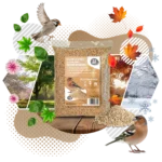 51Feed Słonecznik łuskany 1kg karma dla ptaków - obrazek 3