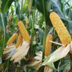 KUKURYDZA DMS 3015 F1 80 tys. nasion - obrazek 2